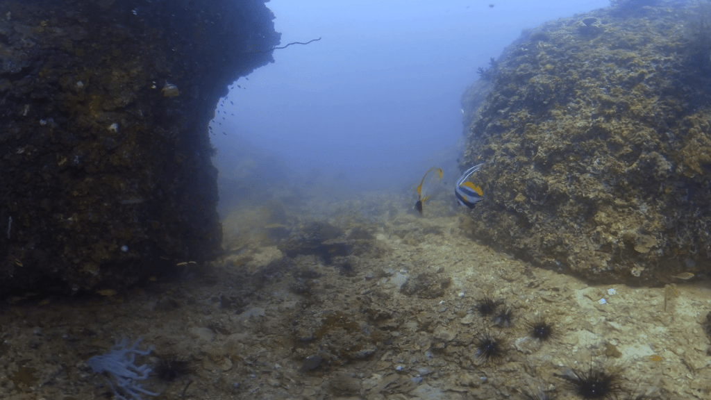 Canyon Reef Passage