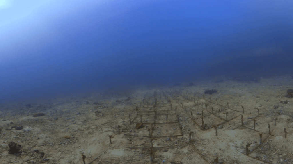 Coral Nursery Seabed
