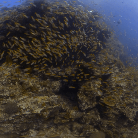 Reef Ridge & Snapper Swarm