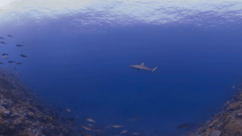Reef Sharks Realm
