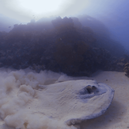 Marble Ray's Sandy Escape