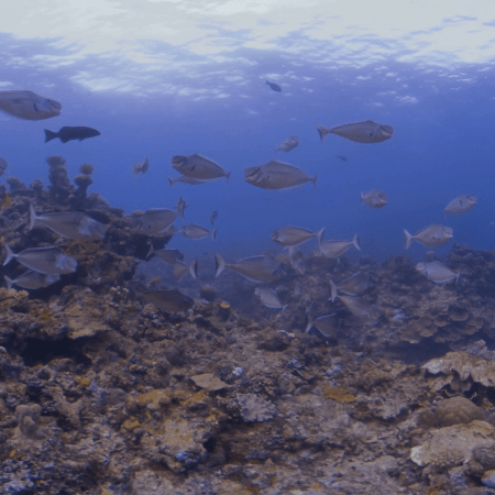 Unicornfish School on Thriving Reef
