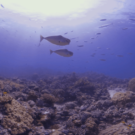 Sunlit Reef: Unicornfish & Coral Tapestry