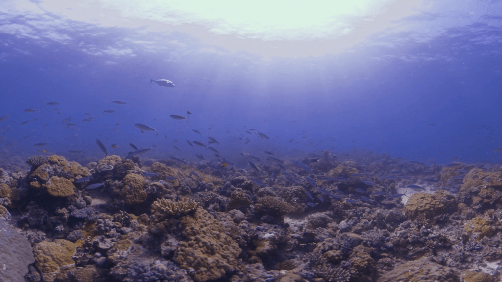 Sunlit Reef Spectacle