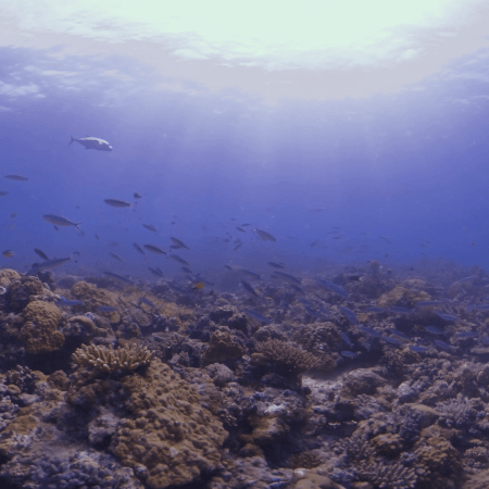 Sunlit Reef Spectacle