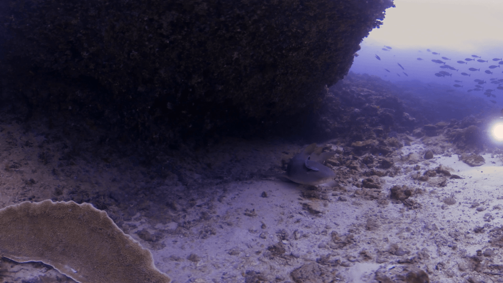 Nurse Shark's Rest: Diver Encounter