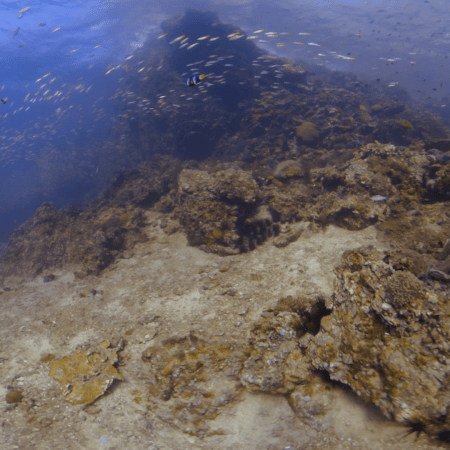 Reef Haven: Fish School Panorama