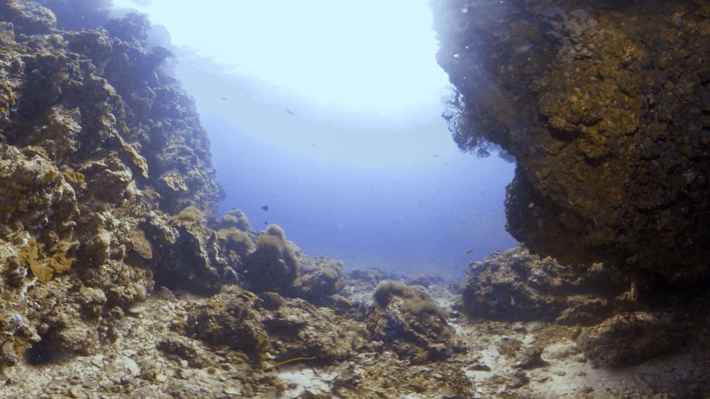 Cavern Light: Aegean Fish Haven