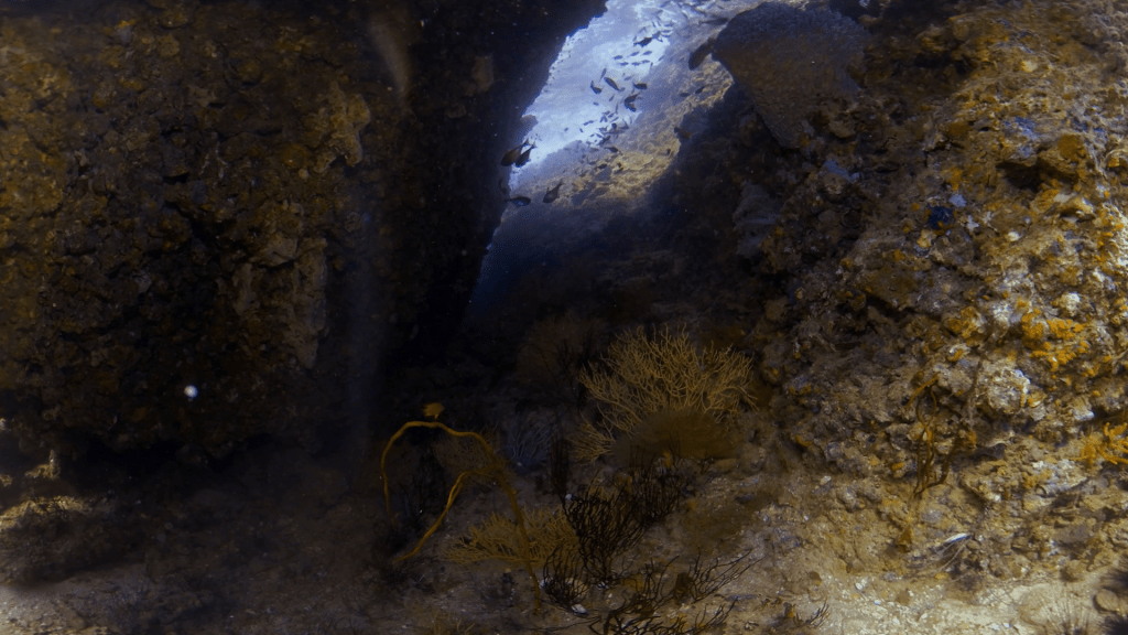 Cavern Haven: Reef Fish Sanctuary