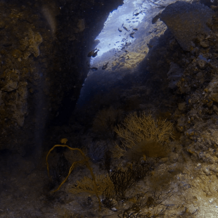 Cavern Haven: Reef Fish Sanctuary