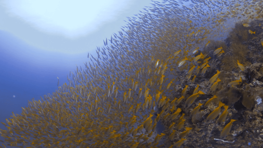 Yellowtail Fusilier Frenzy