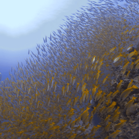 Yellowtail Fusilier Frenzy