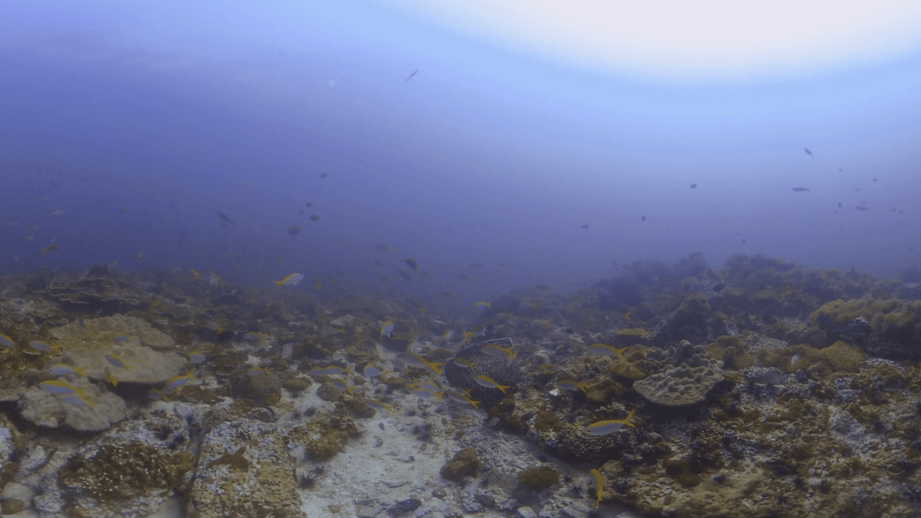 Fusiliers' Reef Haven