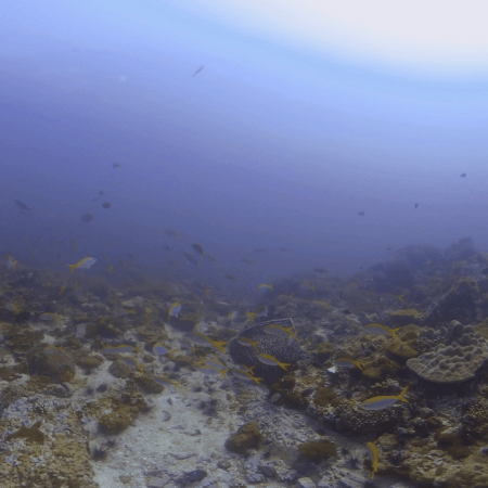 Fusiliers' Reef Haven