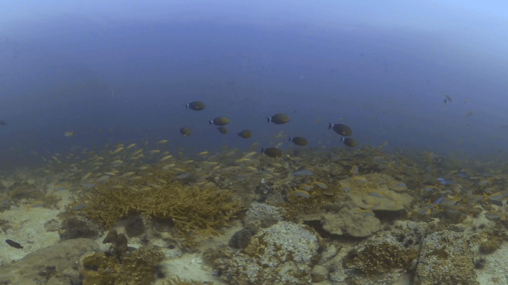 Fusilier Frenzy Reef