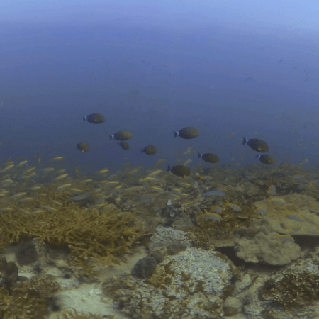 Fusilier Frenzy Reef