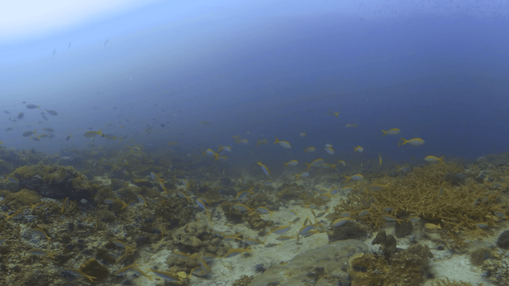 Fusilier Frenzy: Reef Panorama