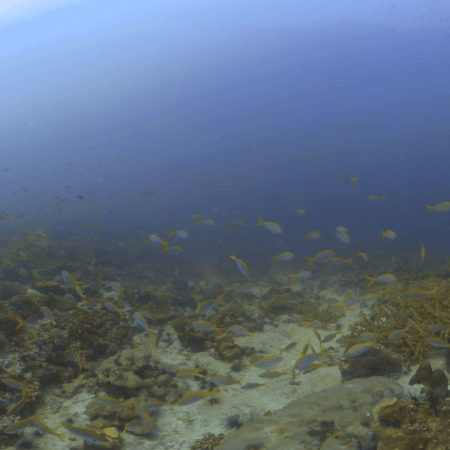 Fusilier Frenzy: Reef Panorama