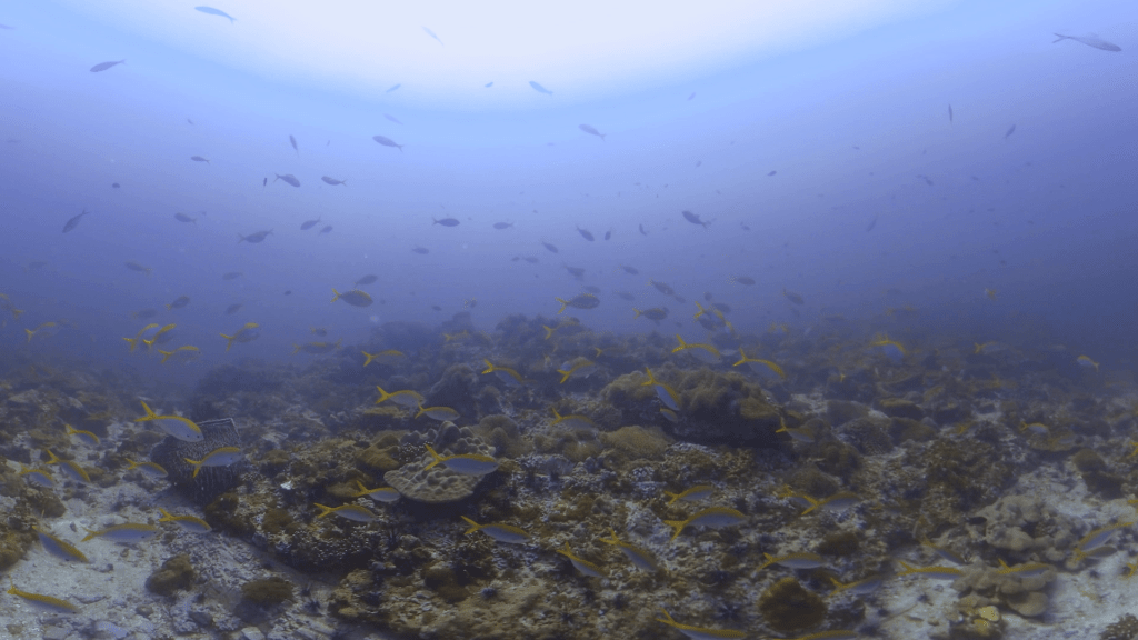 Fusilier Frenzy: A Reef Abundance