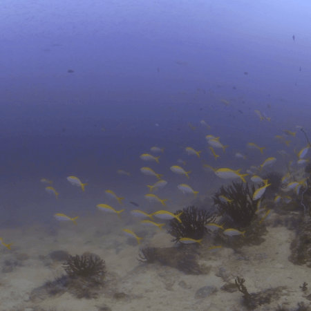Fusilier Frenzy: Sandy Bottom Reef Life