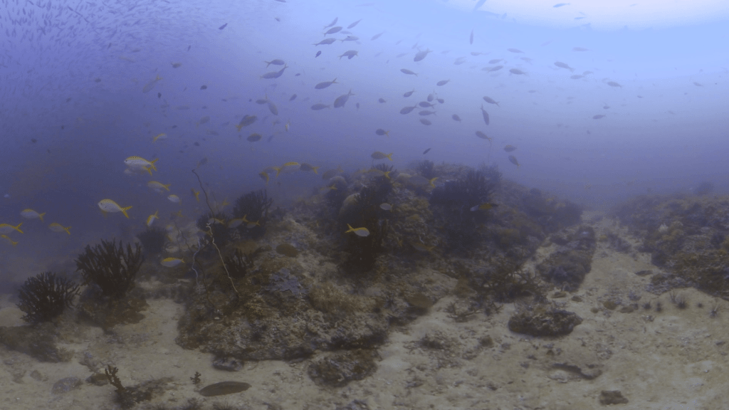 Fusilier Frenzy: Reef Life Swirl