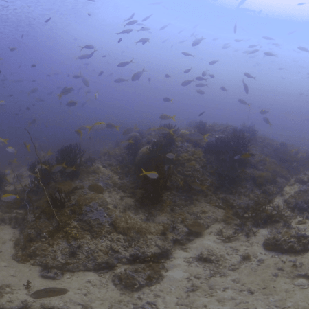 Fusilier Frenzy: Reef Life Swirl