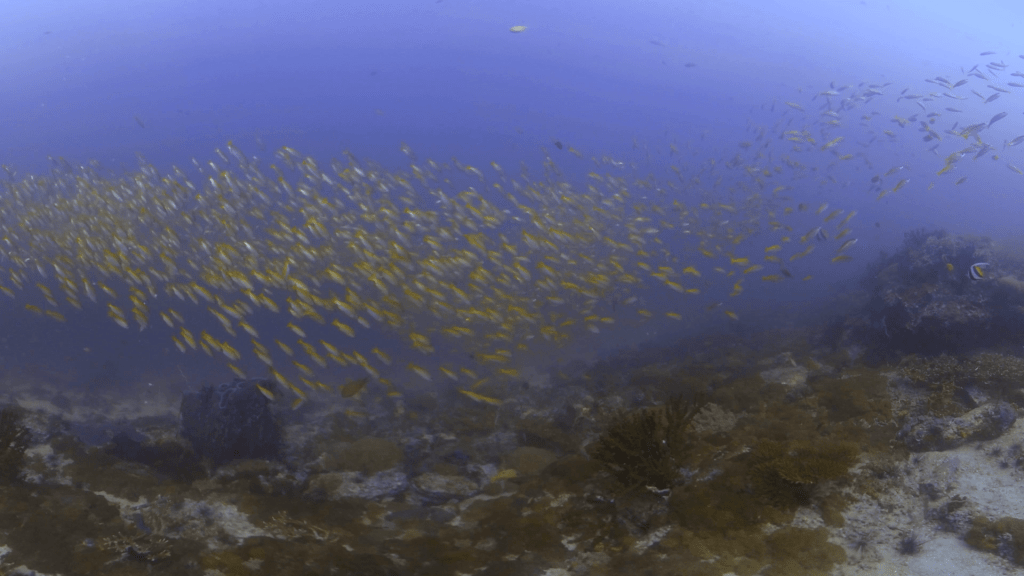 Fusilier Frenzy: Reef Swarm
