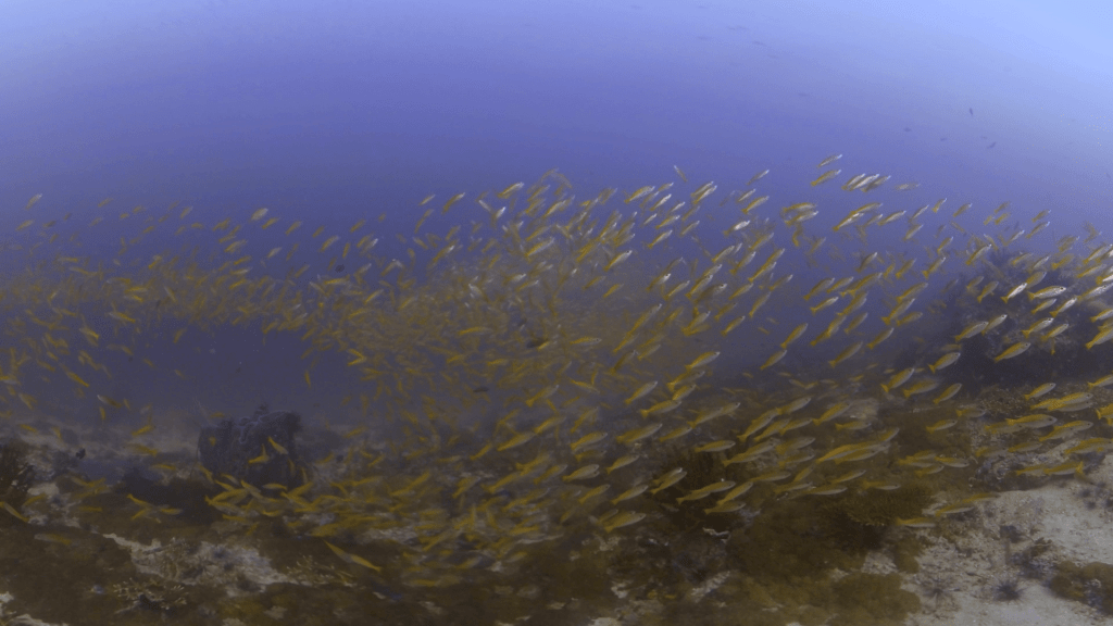 Fusilier Swarm: Golden Reef Ballet