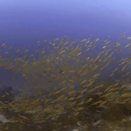 Fusilier Swarm: Golden Reef Ballet