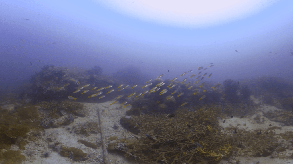 Fusilier Frenzy: Reef Life Thrives