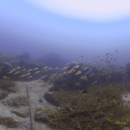 Fusilier Frenzy: Reef Life Thrives