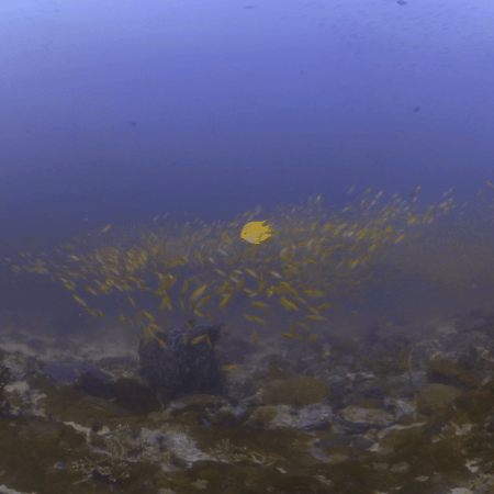 Fusilier Frenzy: Golden Reef Swirl