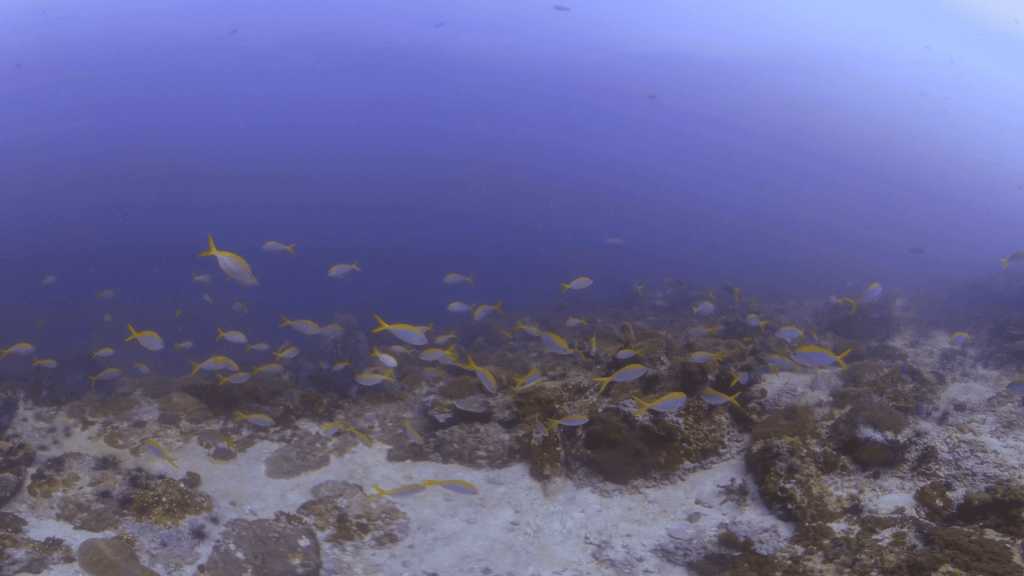 Fusilier Frenzy on Reef