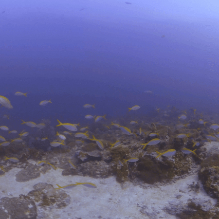 Fusilier Frenzy on Reef
