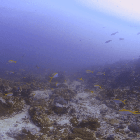Fusiliers' Reef: A Submerged Symphony