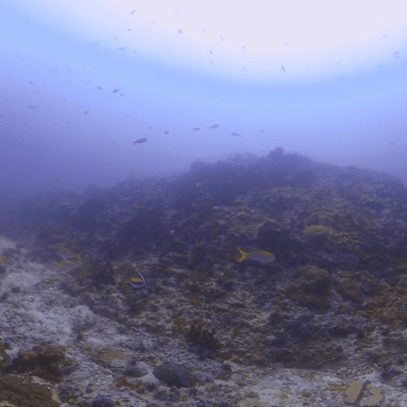 Reef Life Panorama