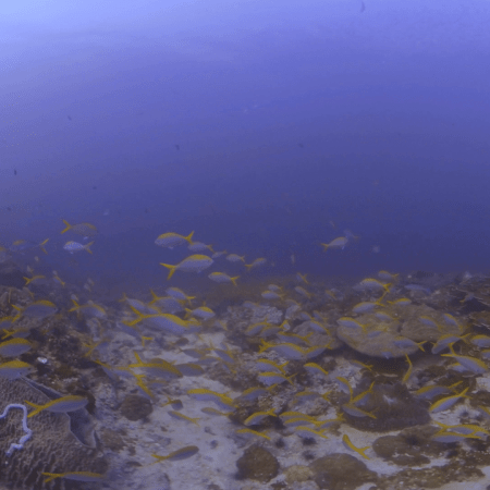 Fusilier Swarm on Thriving Reef