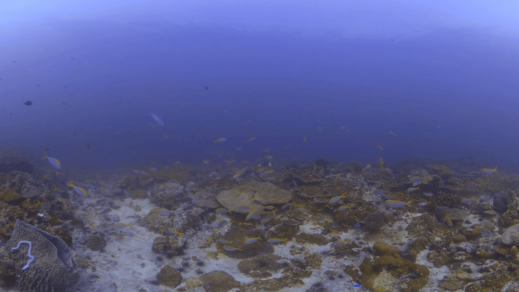 Fusilier Frenzy: Coral Reef Life