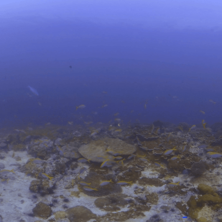 Fusilier Frenzy: Coral Reef Life