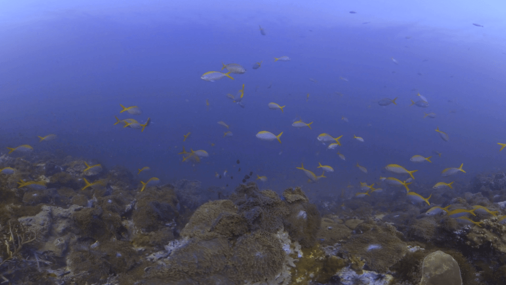 Fusiliers' Coral Haven
