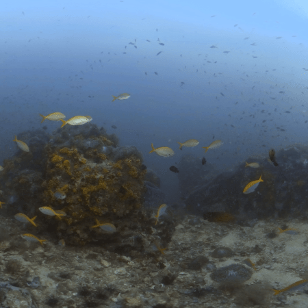 Reef Life: Anemones & Fish