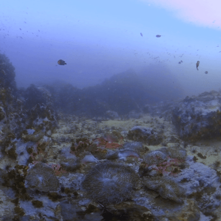Anemone City: Reef Fish Haven