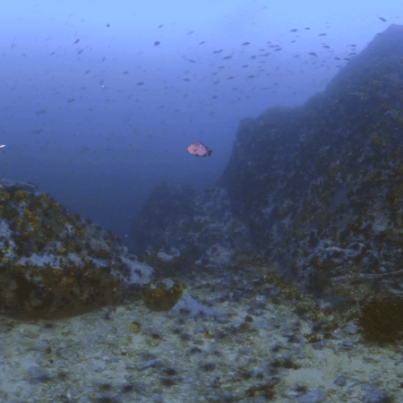 Reef Haven: Anemones & Fish