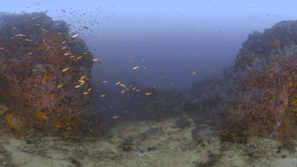 Coral Realm: Fish Frenzy