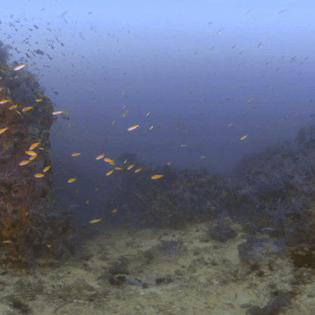 Coral Realm: Fish Frenzy