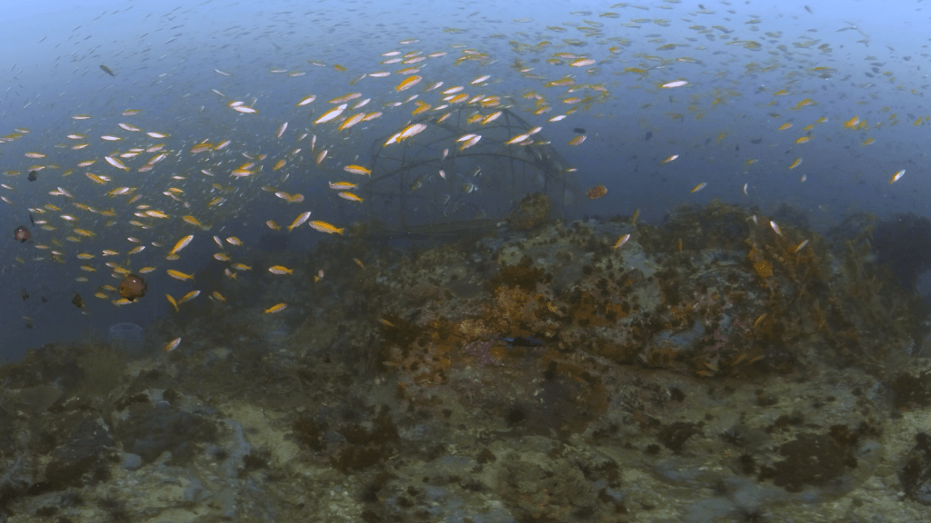 Anthias Swarm: Fishing Cage Reefscape