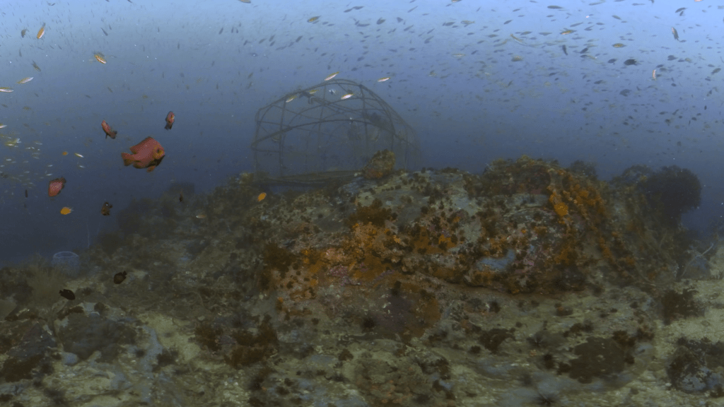 Cage Reef Schooling