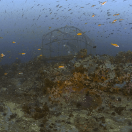 Reef Haven: Fish School & Cage