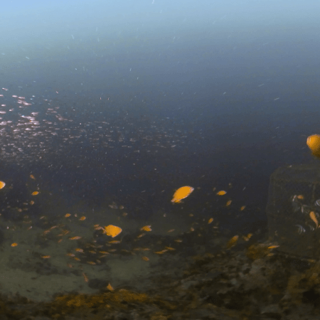 Shadow Reef: Fish Cage Passage