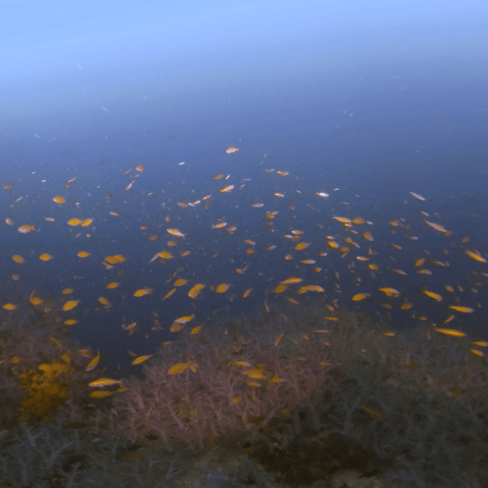 Pinnacle's Gold: Coral & Anthias Bloom